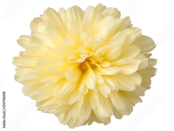 Fototapeta A yellow flower with a white center. The flower is the main focus of the image. The flower is in full bloom and has a bright, cheerful appearance
