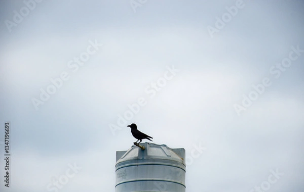 Obraz Crow on a water tank