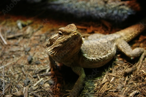 Obraz Leguan
