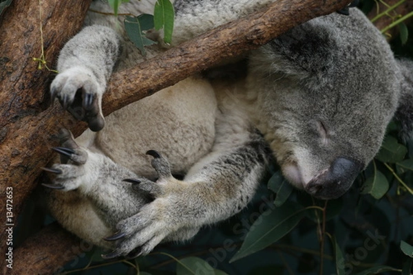 Obraz Koala