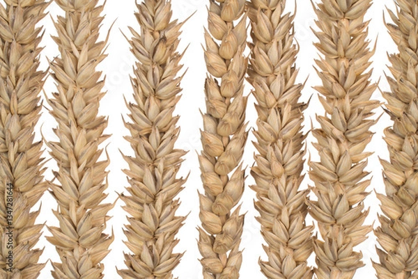 Obraz triticum aestivum pattern