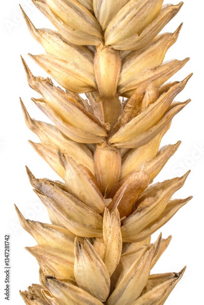 Obraz triticum aestivum ear