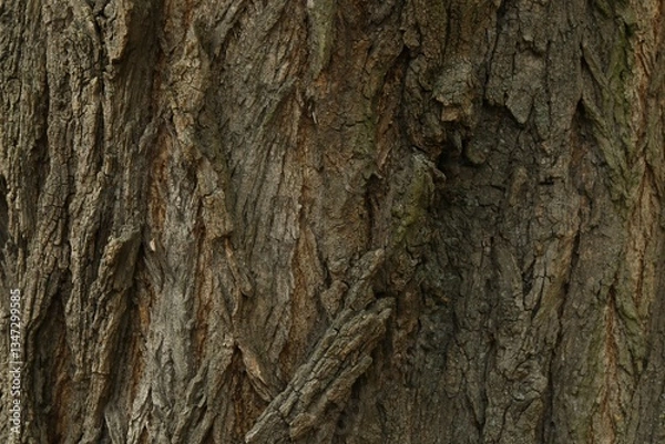 Fototapeta Tree bark background, close up view
