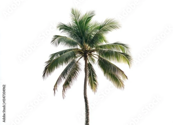 Fototapeta Isolated Coconut Palm Tree Against White Background for Summer Designs