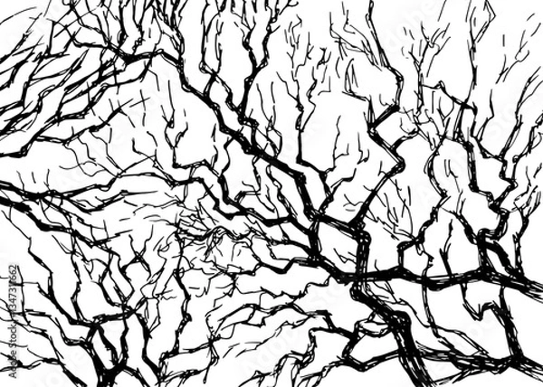 Fototapeta Tree branches silhouette isolated on white background