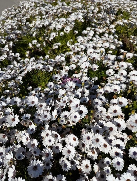 Obraz a field of daisies