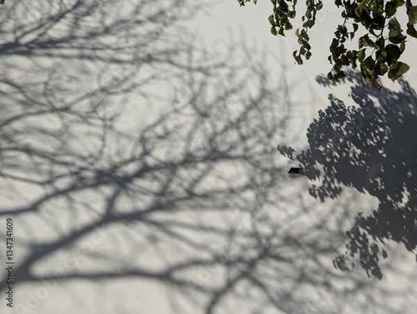 Obraz shadow of a tree on a white wall in winter