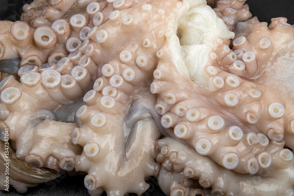 Obraz Raw octopus on the plate