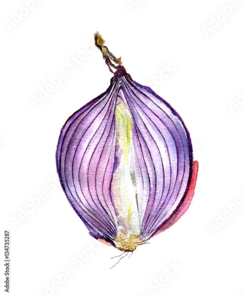 Obraz Red onion cut in half isolated on a white background. Watercolor sketch.