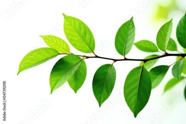 Fototapeta Isolated tree branch with leaves on white background, foliage, texture