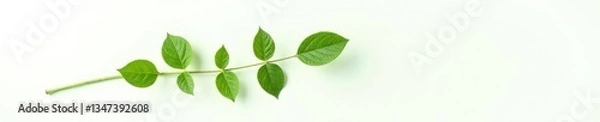 Fototapeta Single branch on white background with subtle leaf veins, botanical, nature