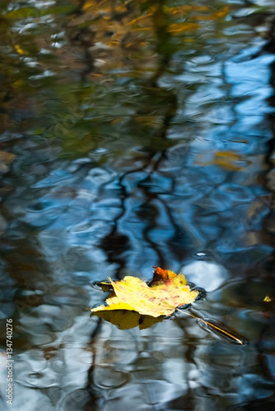 Fototapeta Leaf on Water