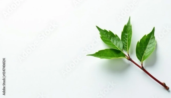 Obraz Single branch on white background with subtle texture, foliage, wood, clean