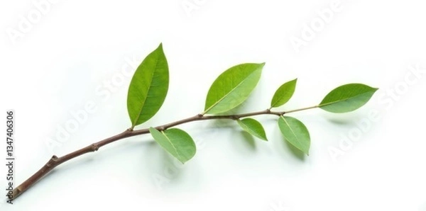 Fototapeta Small isolated willow branch with leaves on white background, larch, greenery, bare tree