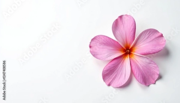 Fototapeta Delicate flower with five petals on a white background, nature, petal