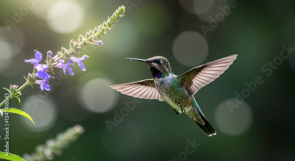 Fototapeta A hummingbird hovering near a flower.

