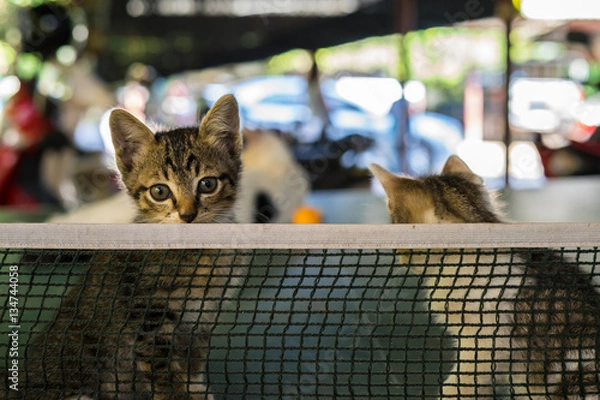 Obraz Small Cats Playing On Table Tennis