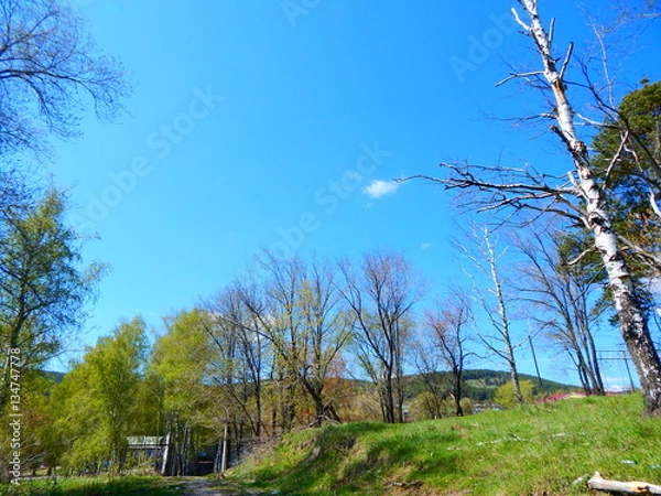 Obraz весна природа деревья