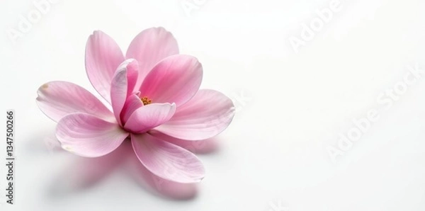 Obraz Isolated magnolia flowers against white background, petals, nature, white
