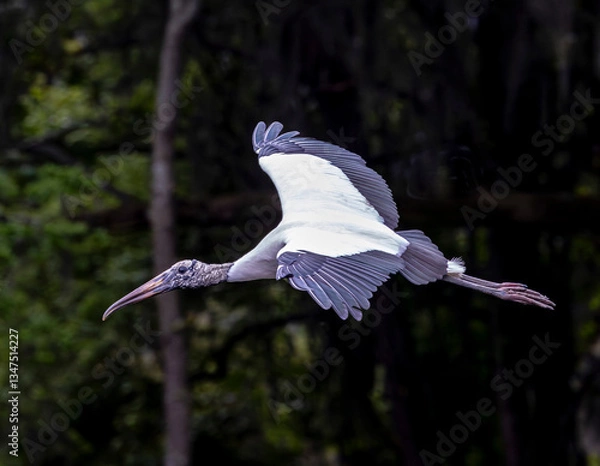 Fototapeta Wood Stork among green leafy trees