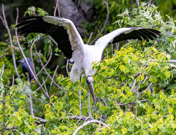 Fototapeta Wood Stork among green leafy trees