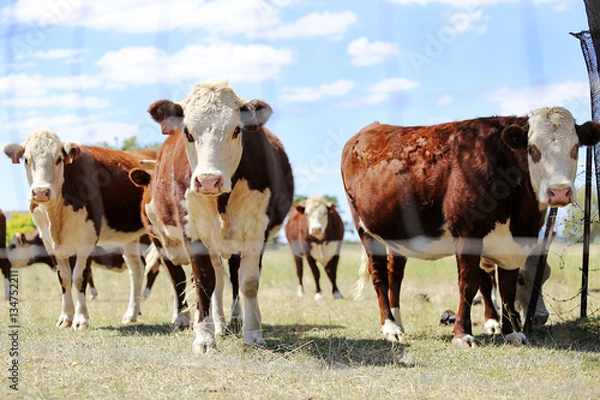 Fototapeta Herd of cattle in the pen outdoor in  Mudgee, Australia