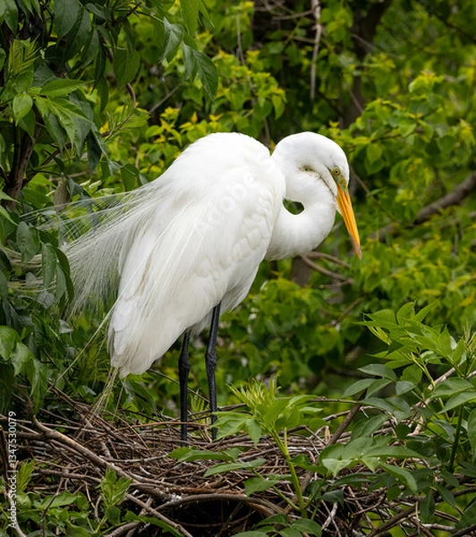 Fototapeta Great Egret perched in a tree