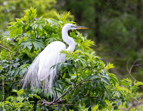 Fototapeta Great Egret perched in a tree