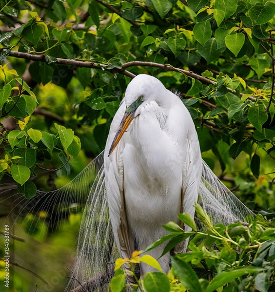 Fototapeta Great Egret perched in a tree