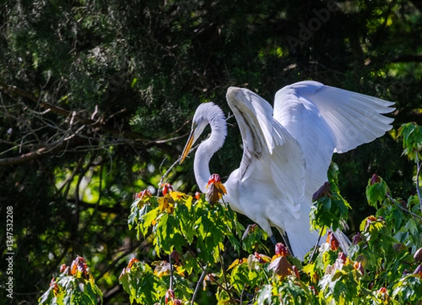 Fototapeta Great Egret perched in a tree