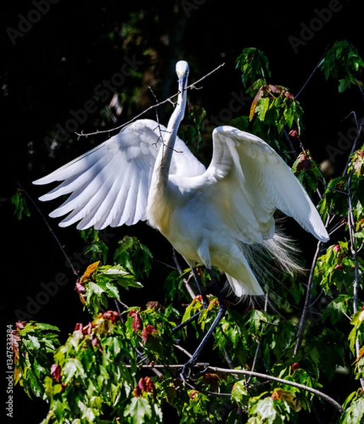 Fototapeta Great Egret perched in a tree