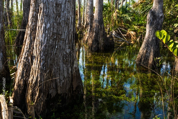 Obraz tree in the water