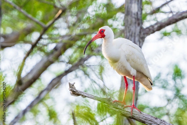 Obraz white ibis on a tree