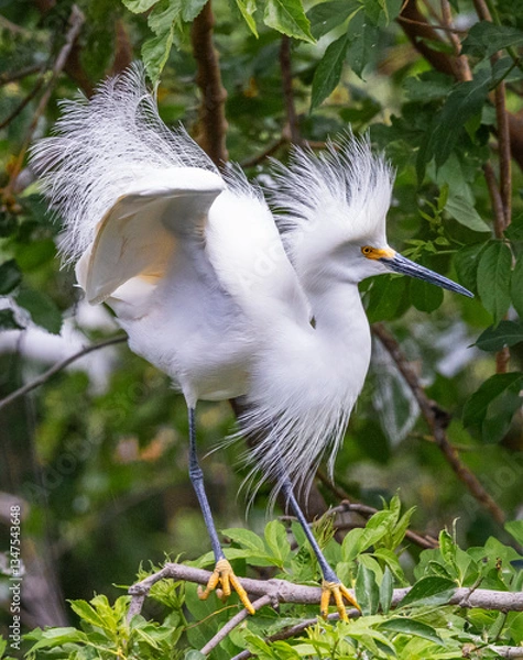 Fototapeta Snowy egret among green leafy trees