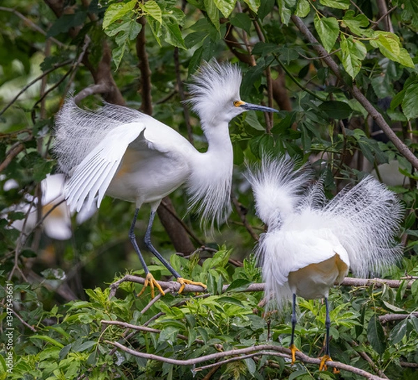 Fototapeta Snowy egret among green leafy trees