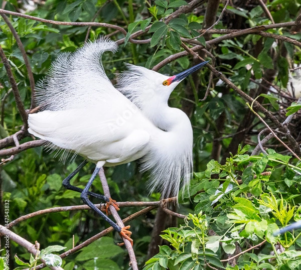 Fototapeta Snowy egret among green leafy trees