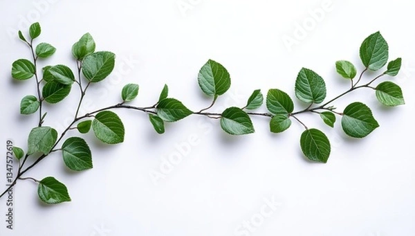 Fototapeta Top View of Beautiful Green Boxwood Leaves Against a White Background, Isolated for Decoration