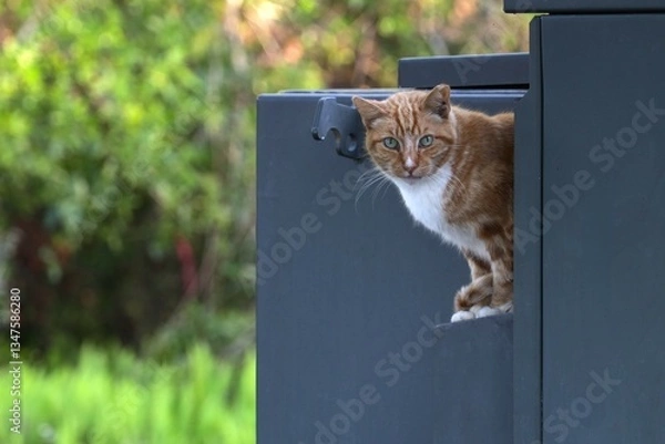 Fototapeta Feral cat Looking Ahead, Orange in Color with Blue Eyes