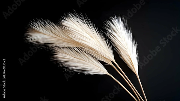 Fototapeta Close Up Of White Feathery Decorative Plants Against A Black Backdrop Illuminated With Soft Lighting