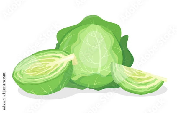 Fototapeta Green Cabbage vegetable. Whole and cut fresh cabbage. Green leaves farm plant and pieces. Organic healthy vegetarian food. Vector illustration isolated on white background.