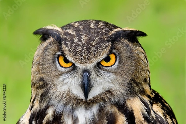 Obraz European Eagle Owl III