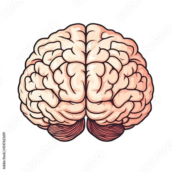 Fototapeta Top view of a human brain illustration.