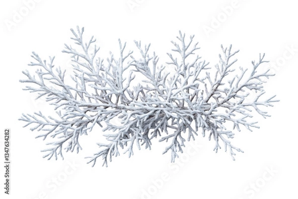 Fototapeta Elegant white coral decoration, detailed, abstract nature, cut out transparent