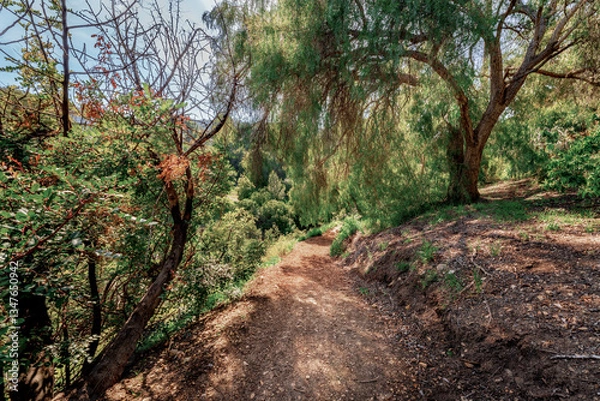 Fototapeta Countryside trail lined with rich greenery and tall trees on a sunny Springtime day