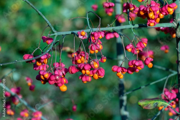 Obraz Pfaffenhütchen, Spindelstrauch, mit rot orange farbenen Blüten im Herbst