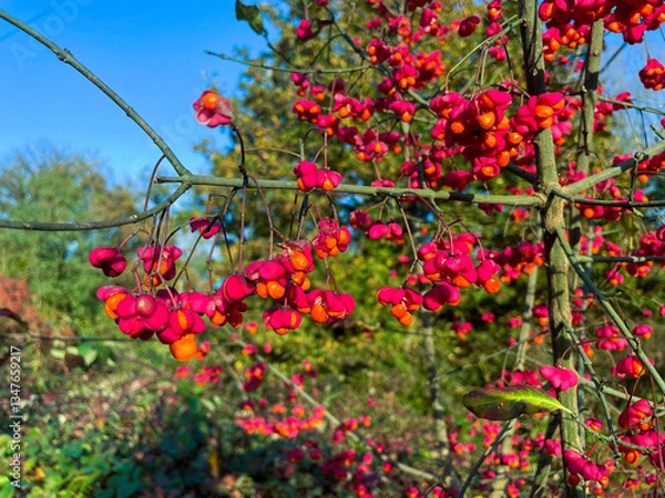 Obraz Pfaffenhütchen, Spindelstrauch, mit rot orange farbenen Blüten im Herbst