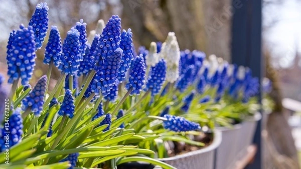 Obraz A row of flowerpots with blue and white inflorescences of muscari decorate the city street in spring. Decoration of urban space, landscape design of a modern city.