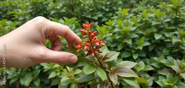 Fototapeta Hand Touching a Vibrant Red Bud Flower – Close-Up Nature Photography"