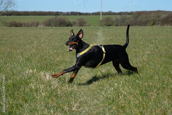 Fototapeta Female Doberman 7 years old exercising in a field Padstow Cornwall