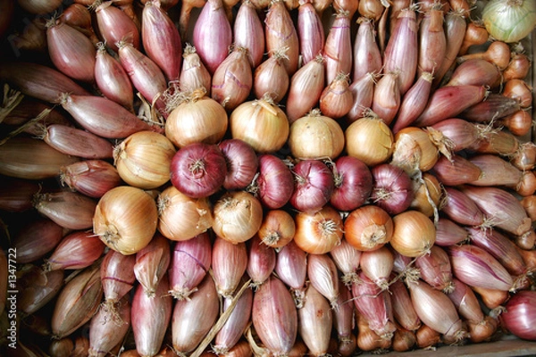 Fototapeta shallots of onions
